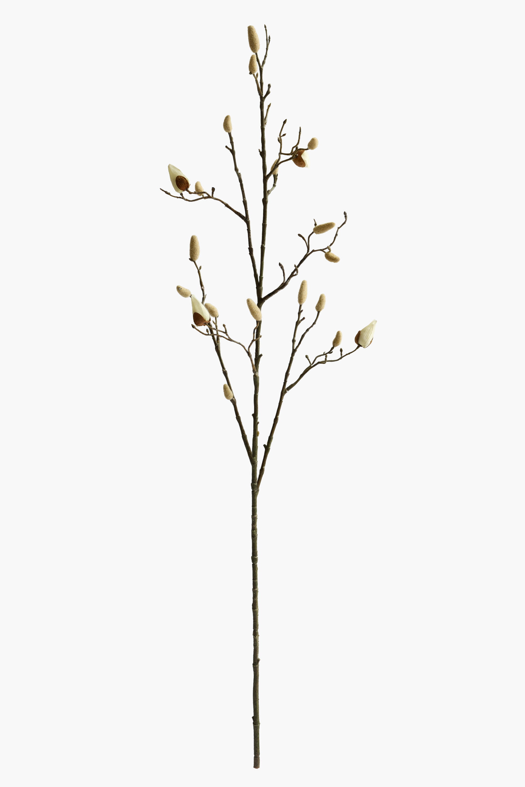 Large Branch Magnolia Buds - Cream