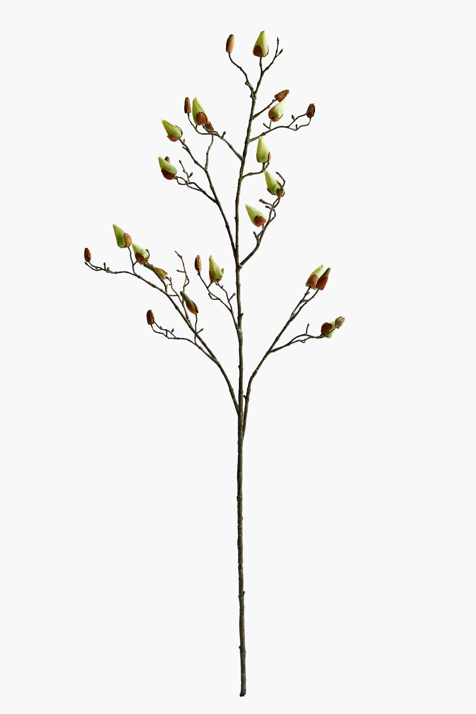 Large Branch Magnolia Buds - Green