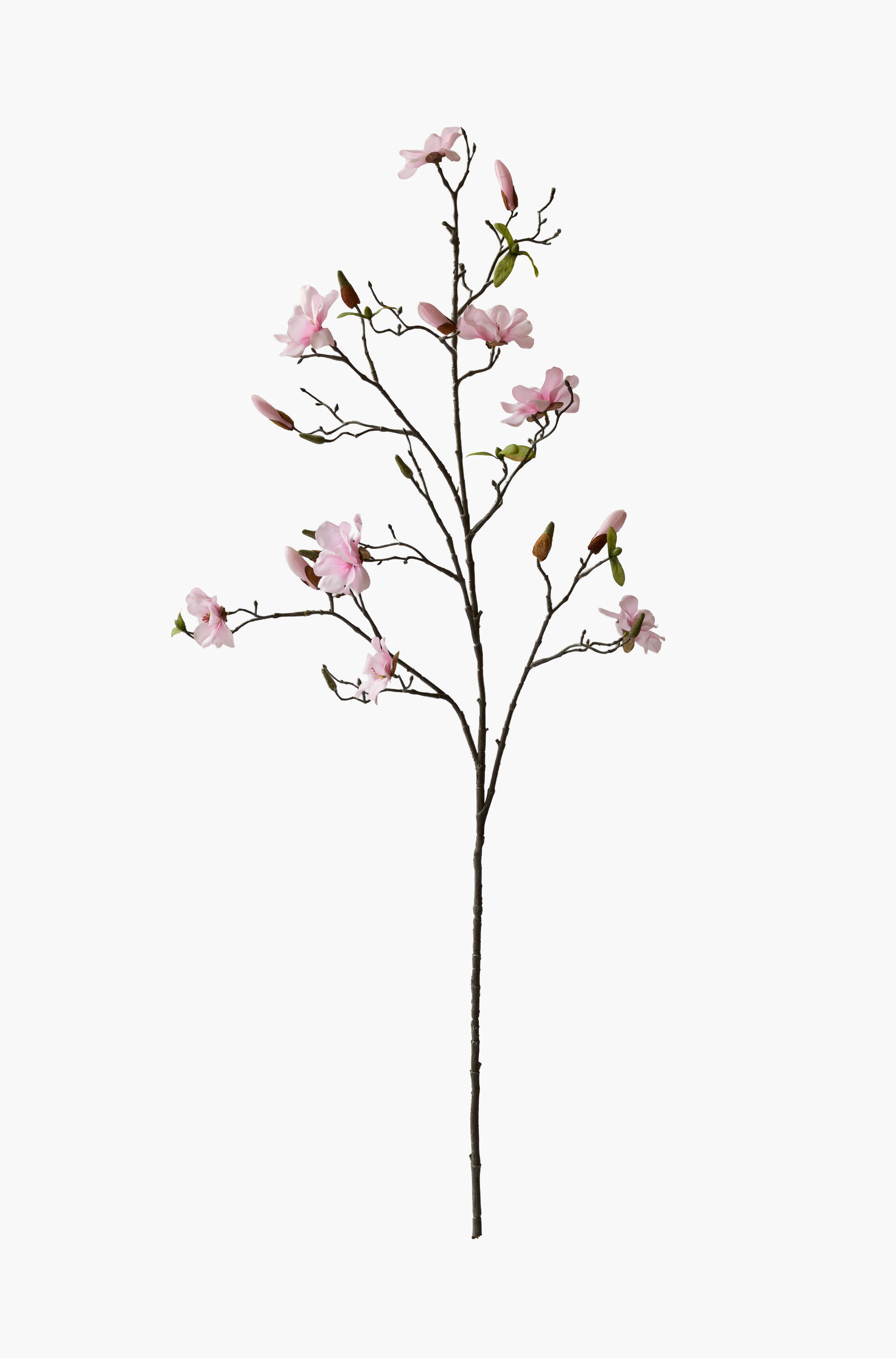 Large Branch Saucer Magnolia - Pink