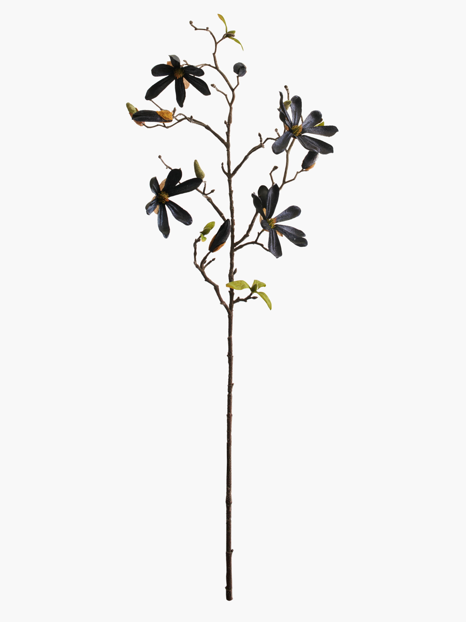 Medium Branch Star Magnolia - Black