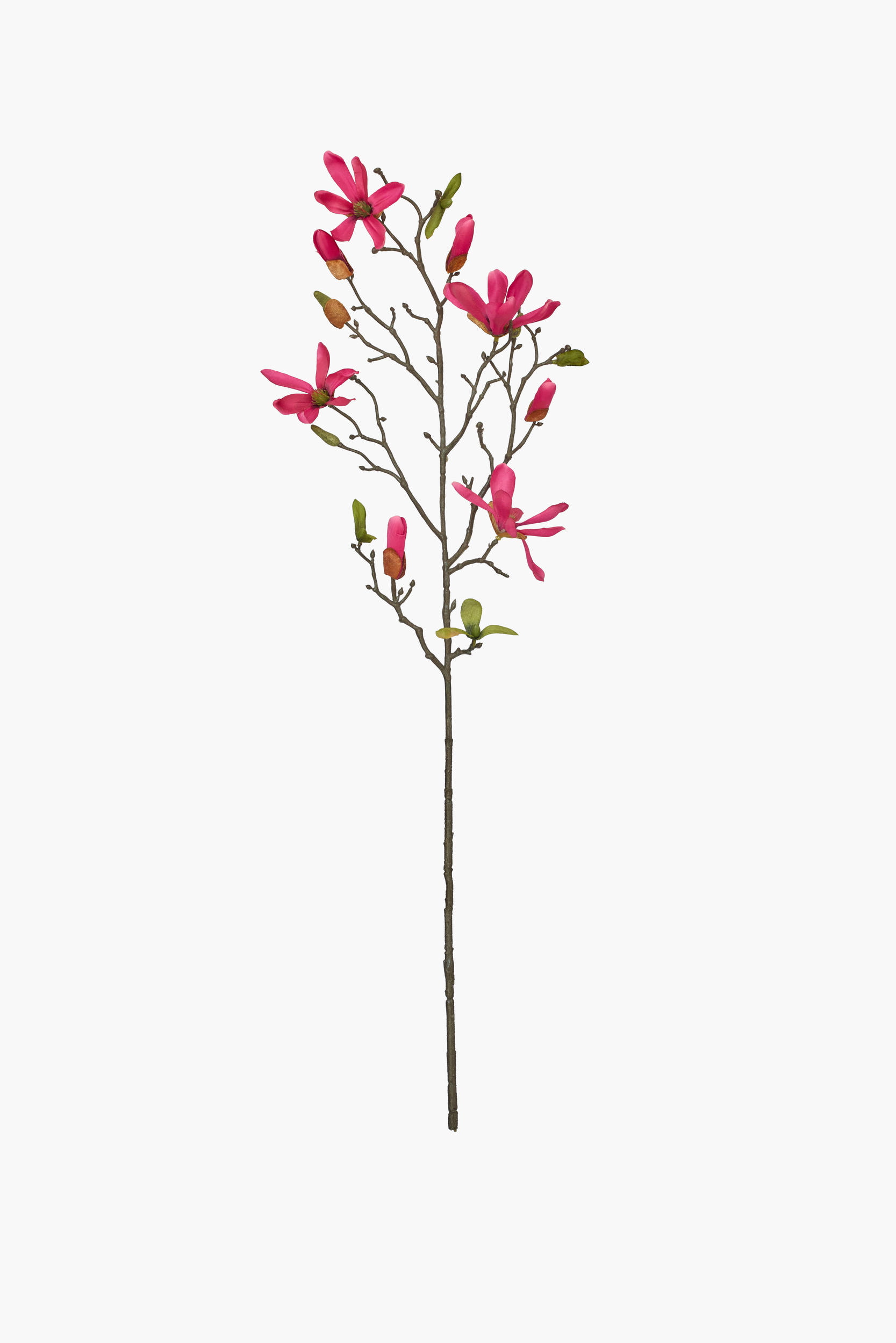 Medium Branch Star Magnolia - Red