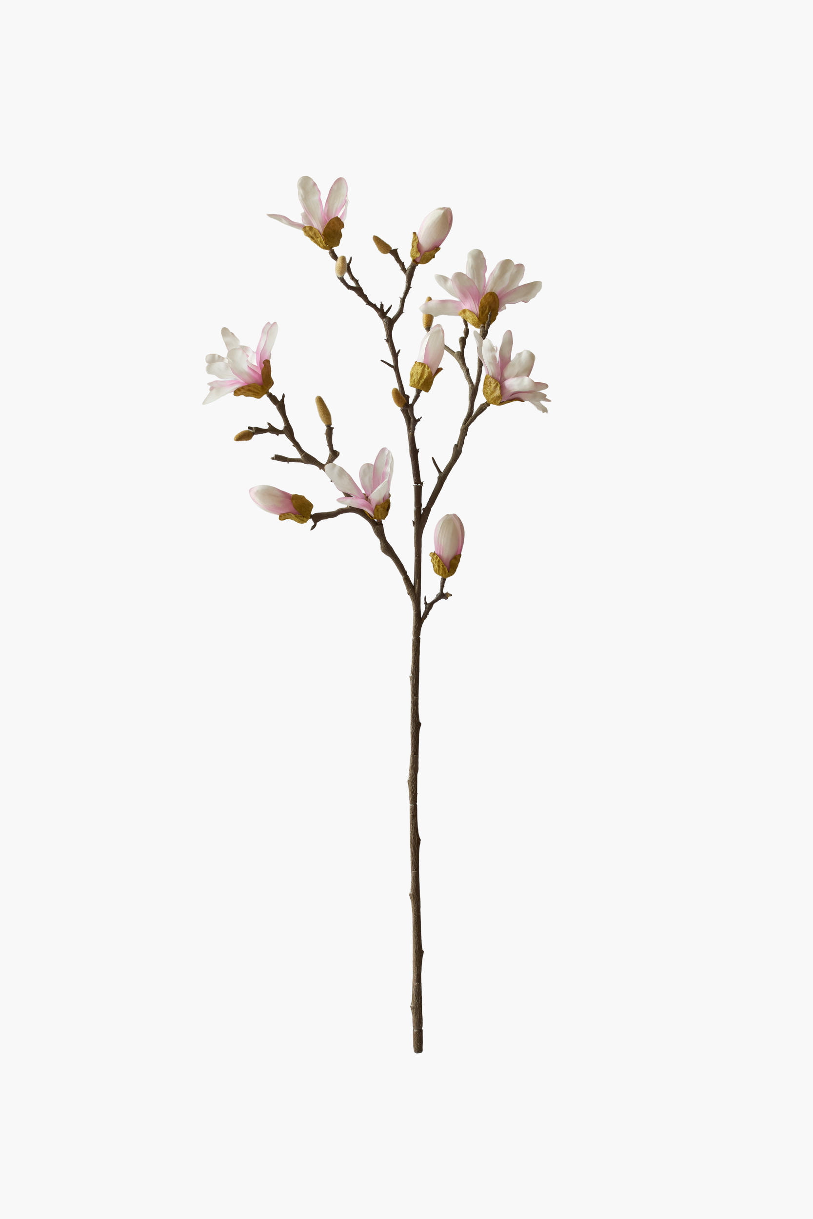 Large Branch Star Magnolia - Light Pink (Thorned Branch)