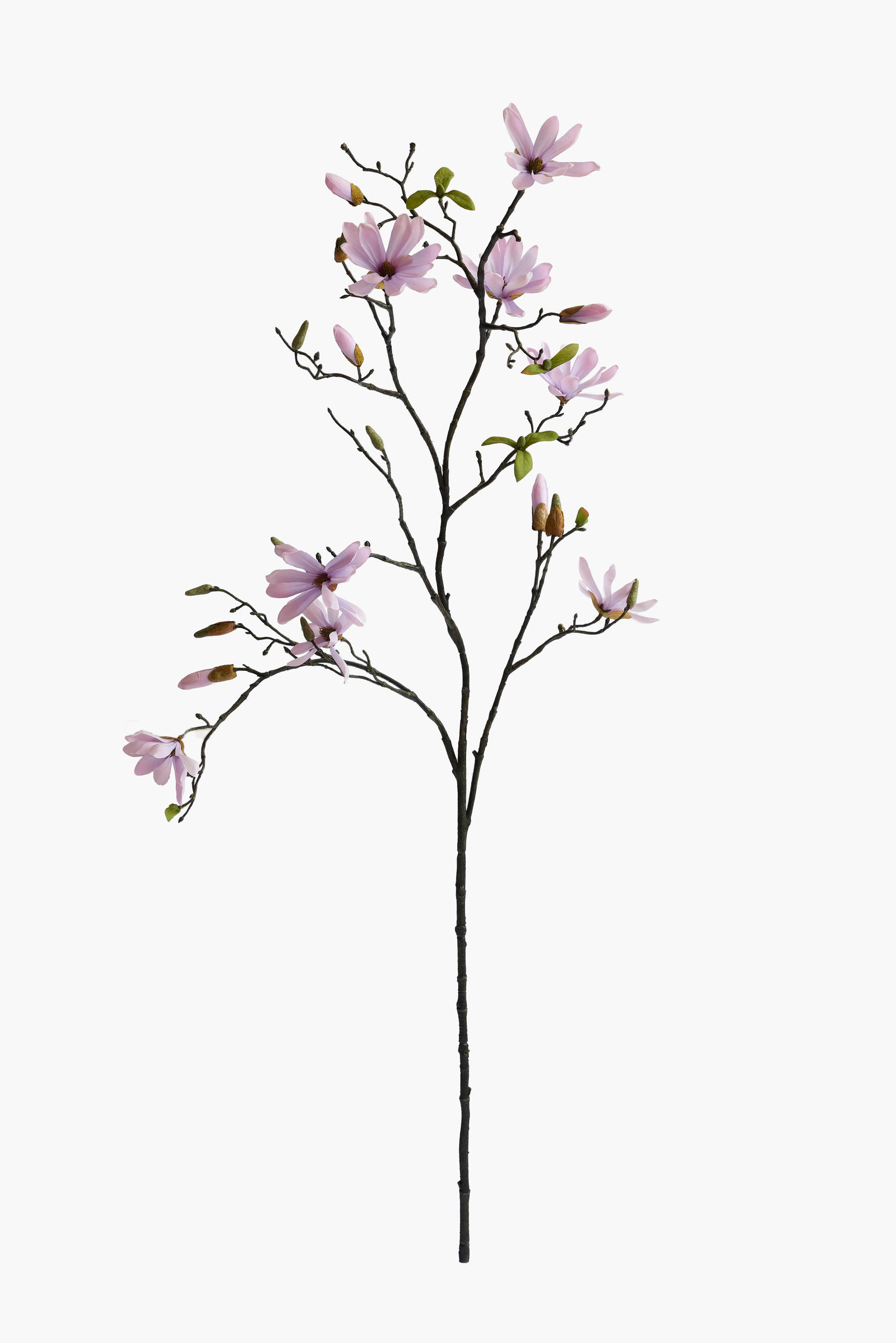 Large Branch Star Magnolia - Lavender