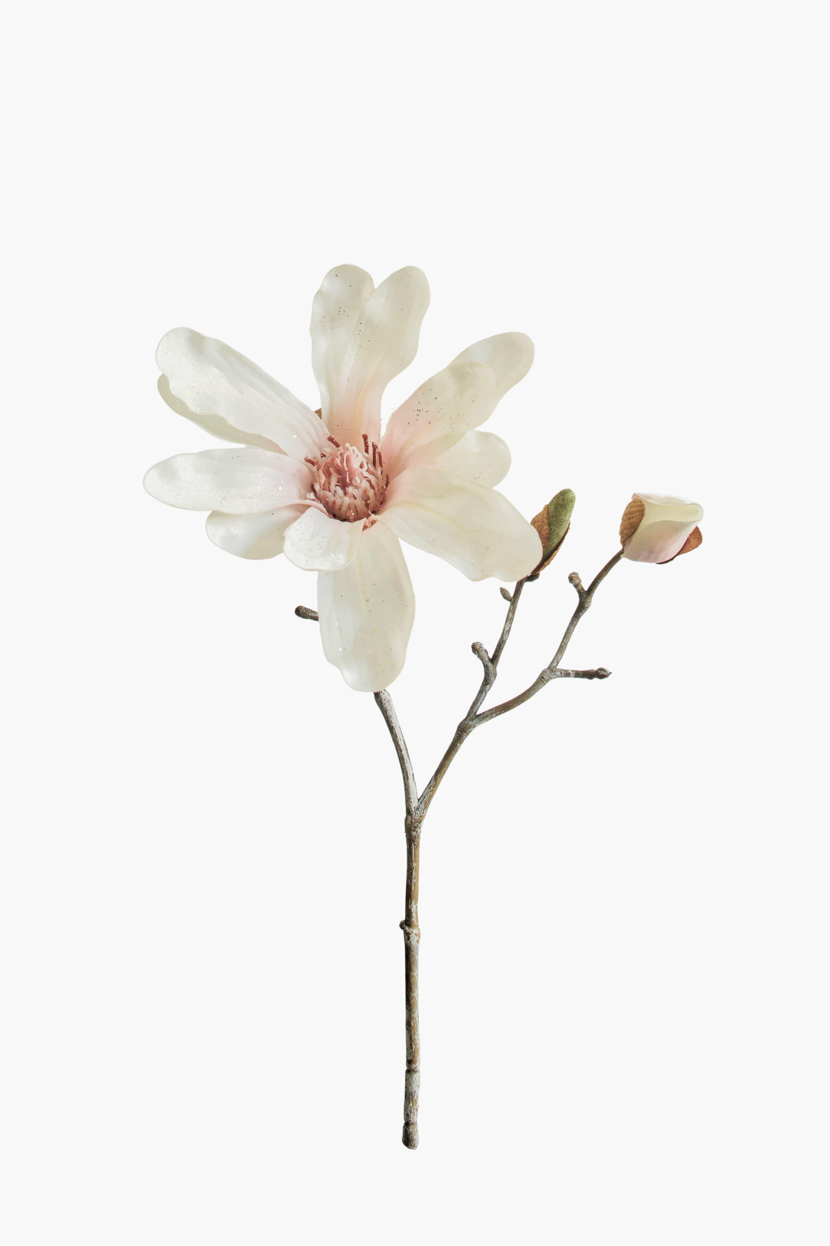 Short Branch Star Magnolia - Light Pink