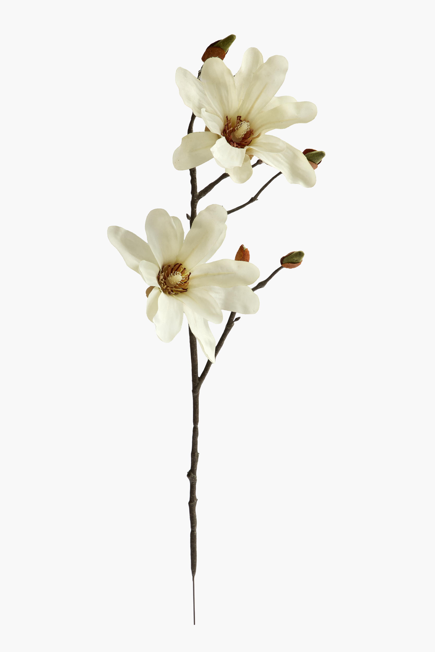 Short Branch Star Magnolia - Cream