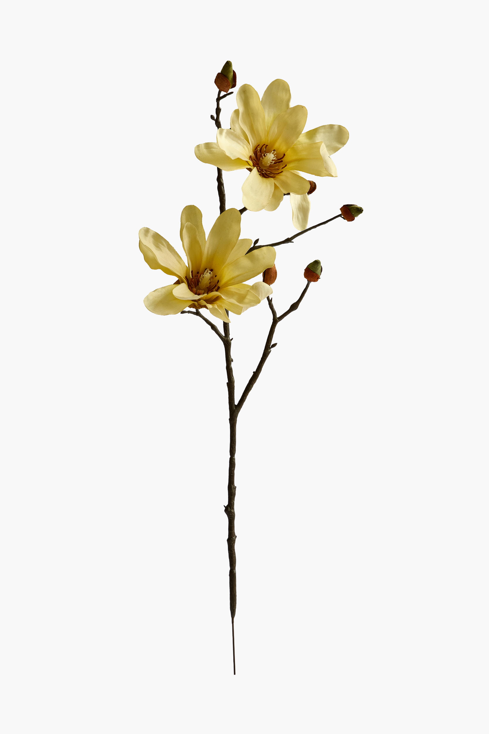 Short Branch Star Magnolia - Yellow