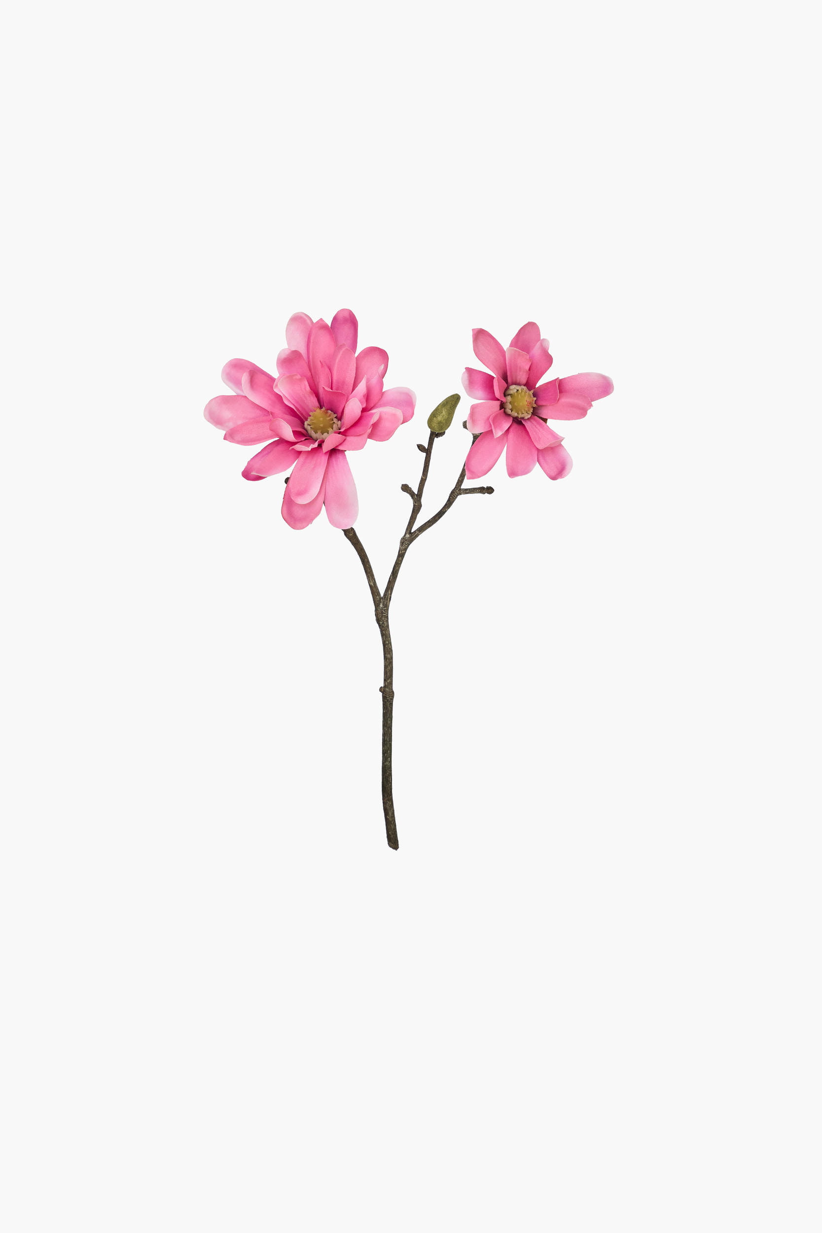 Short Branch Star Magnolia - Red