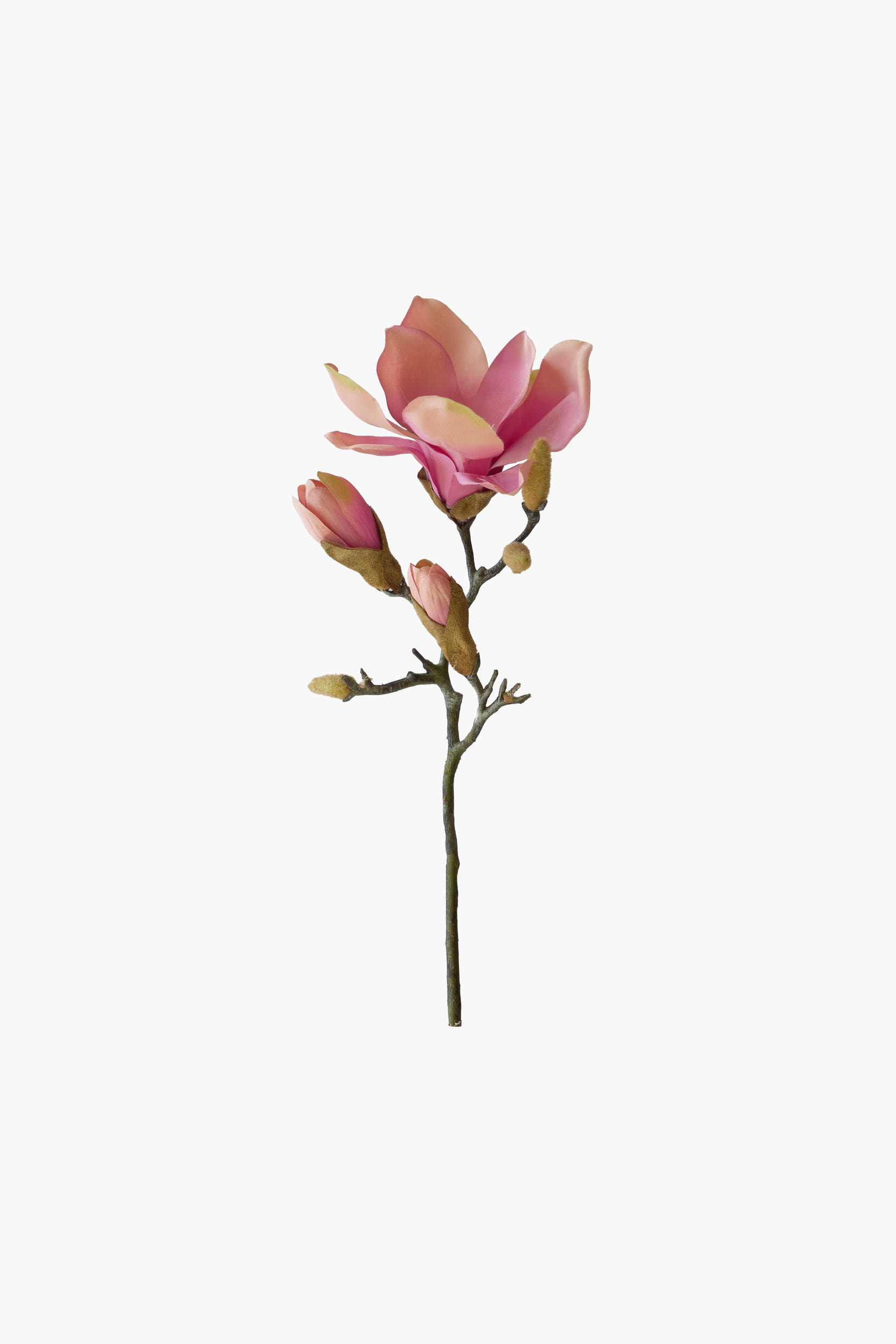 Short Branch Yulan Magnolia - Peach