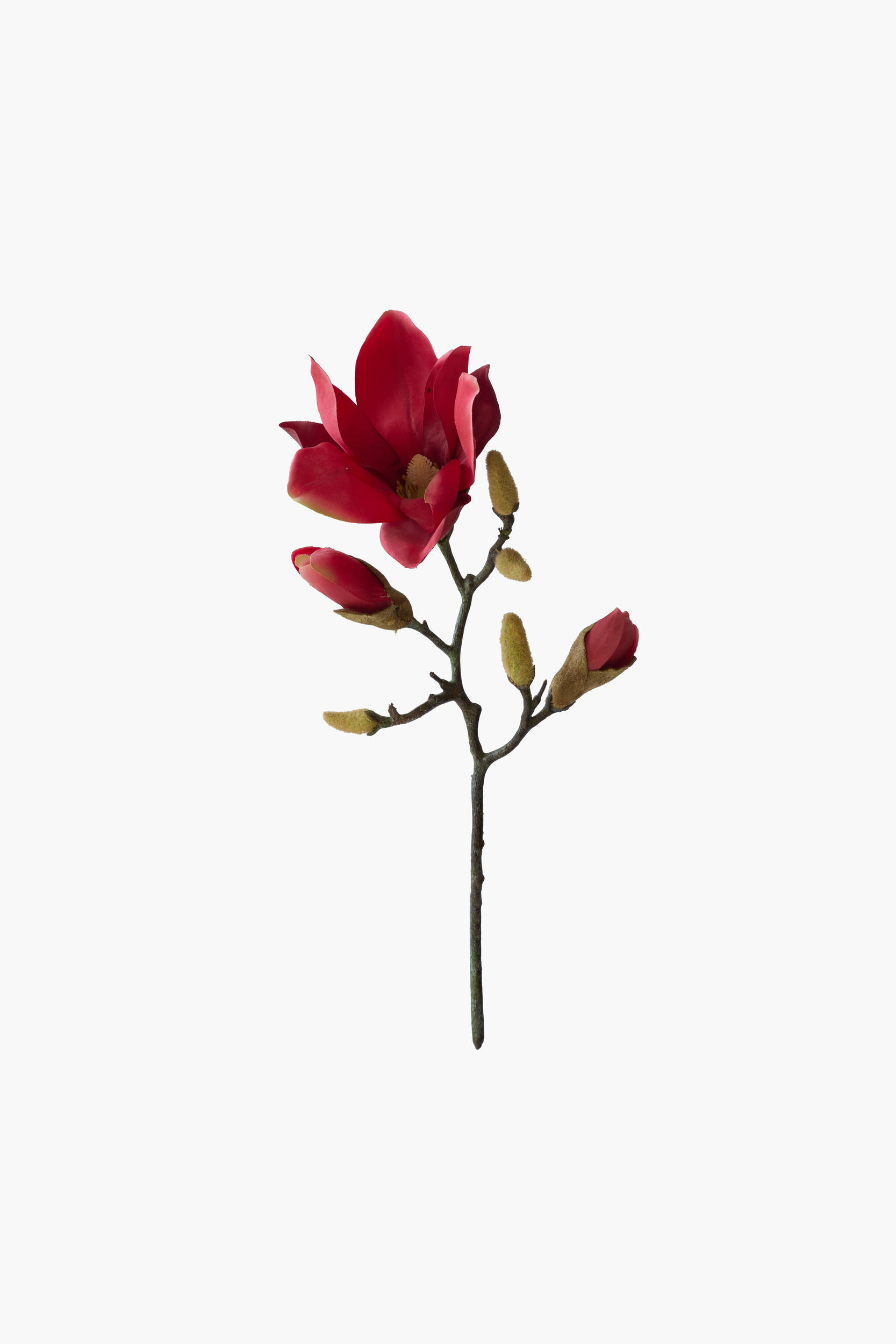 Short Branch Yulan Magnolia - Red