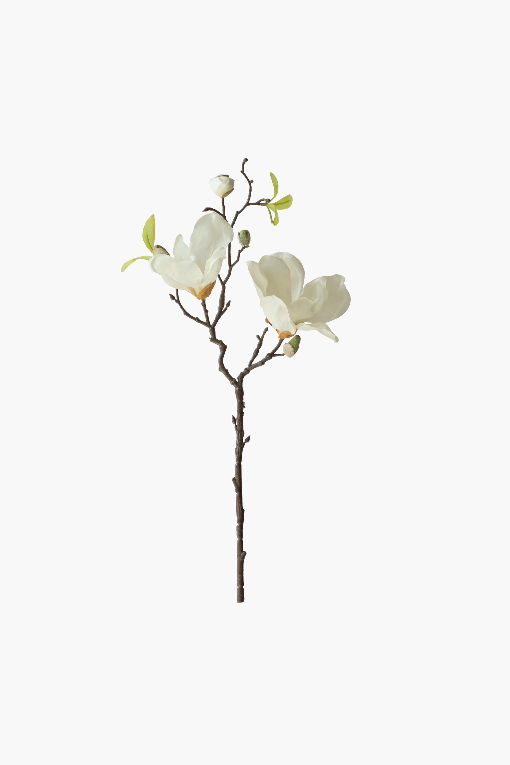 Short Branch Yulan Magnolia - Cream