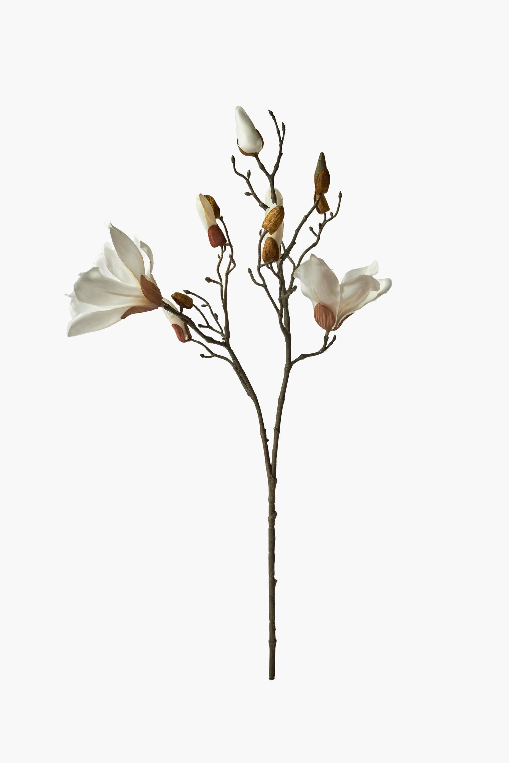Short Branch Yulan Magnolia - White