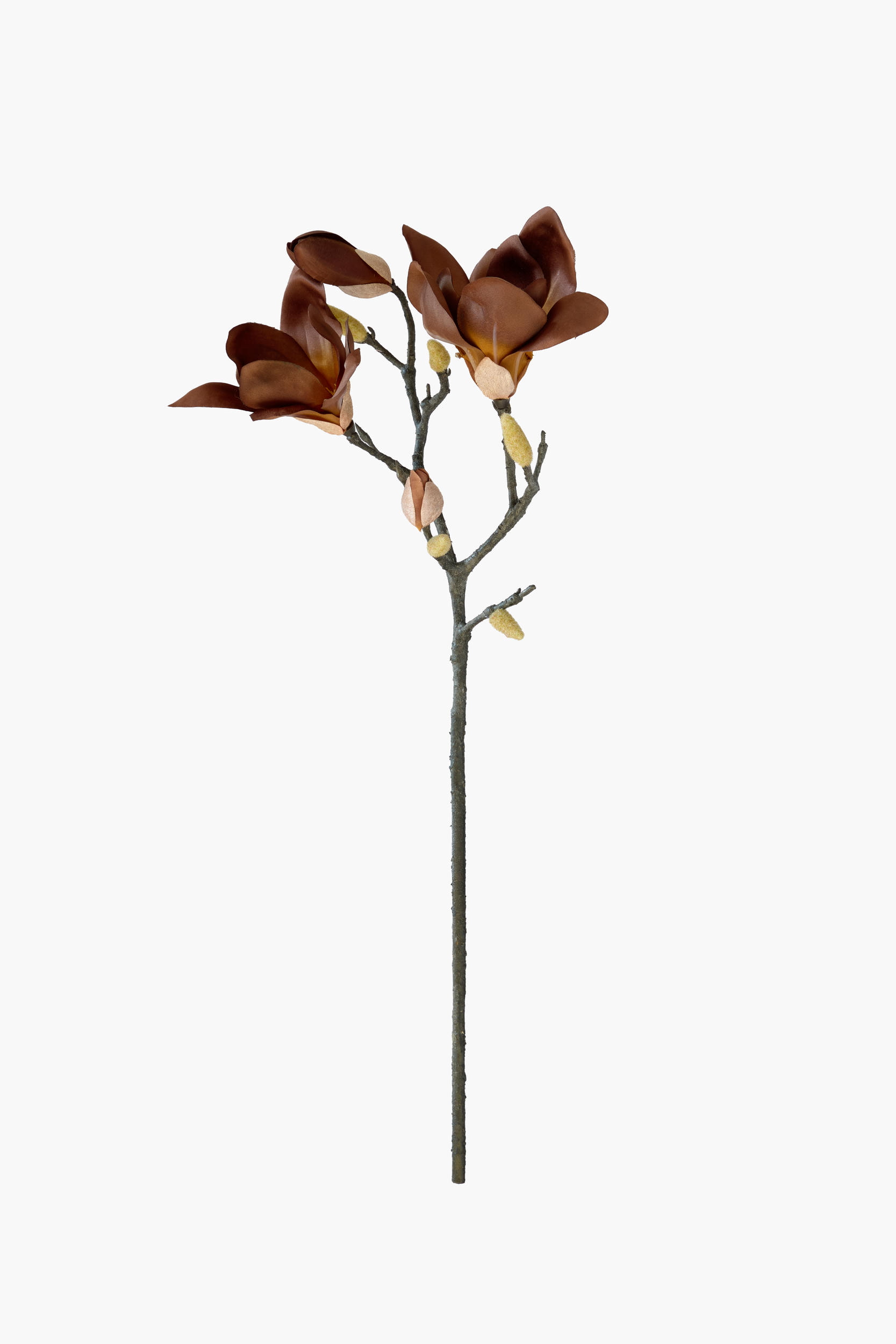 Short Branch Yulan Magnolia - Brown (Tube Stem)