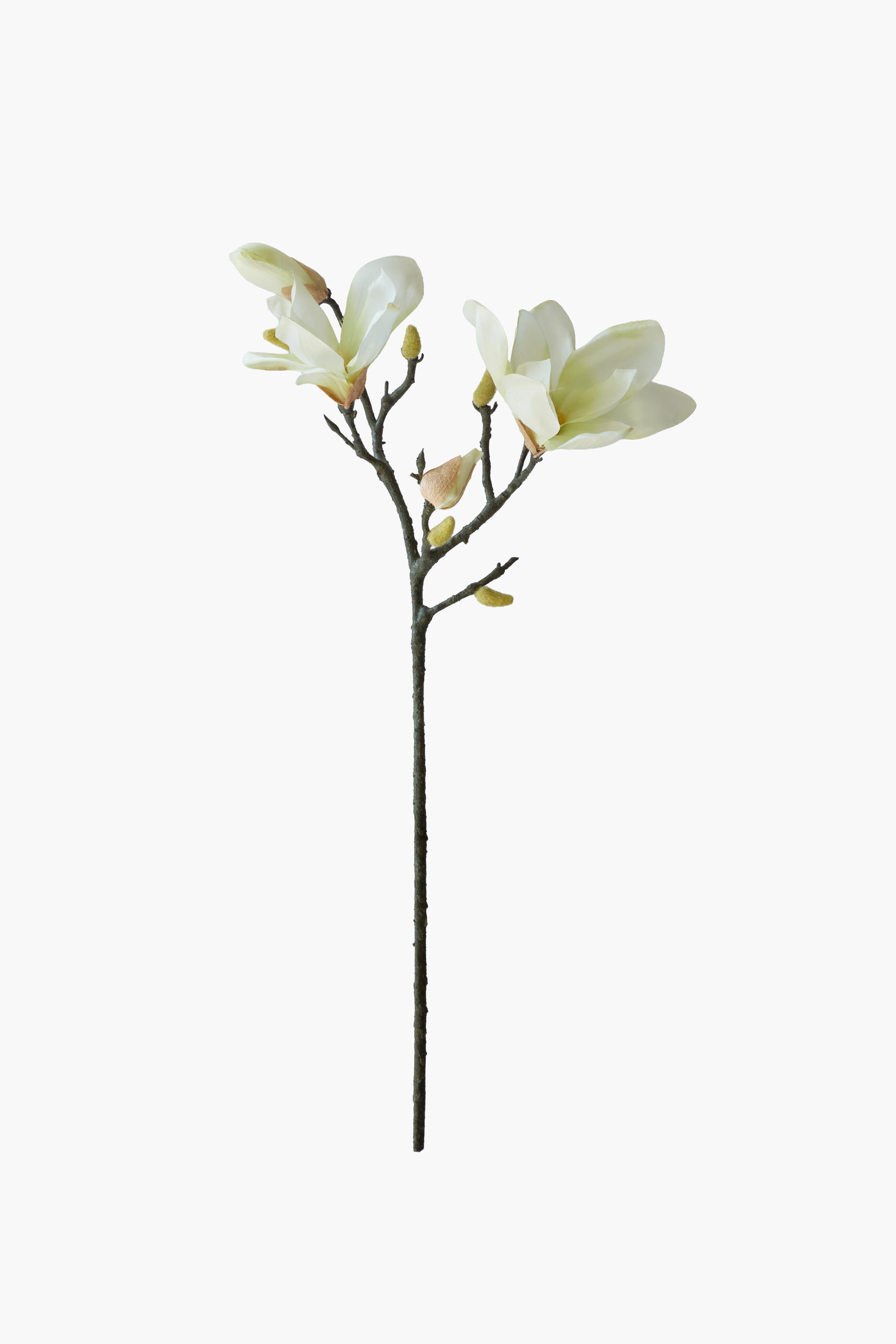Short Branch Yulan Magnolia - Light Green (Tube Stem)