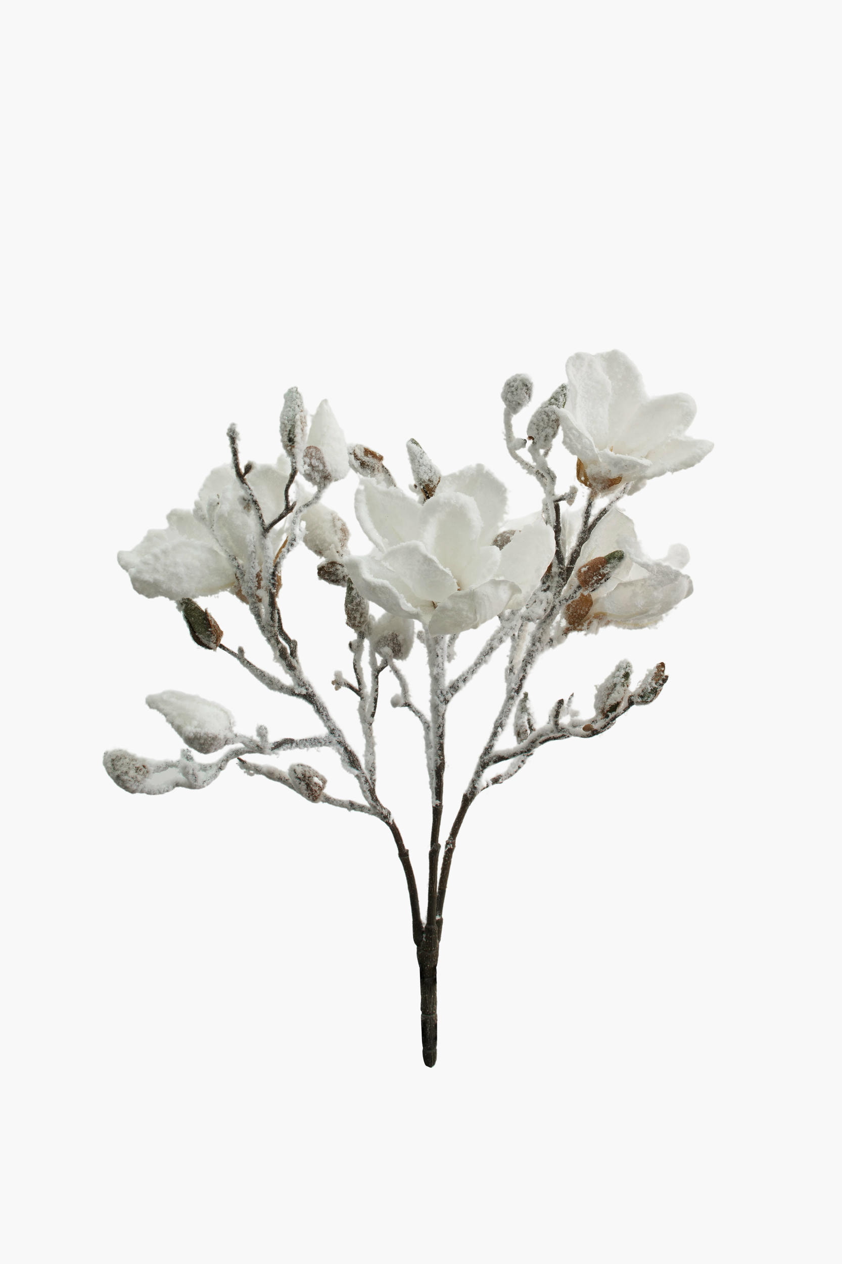 Short Branch Yulan Magnolia - White (Snowed)