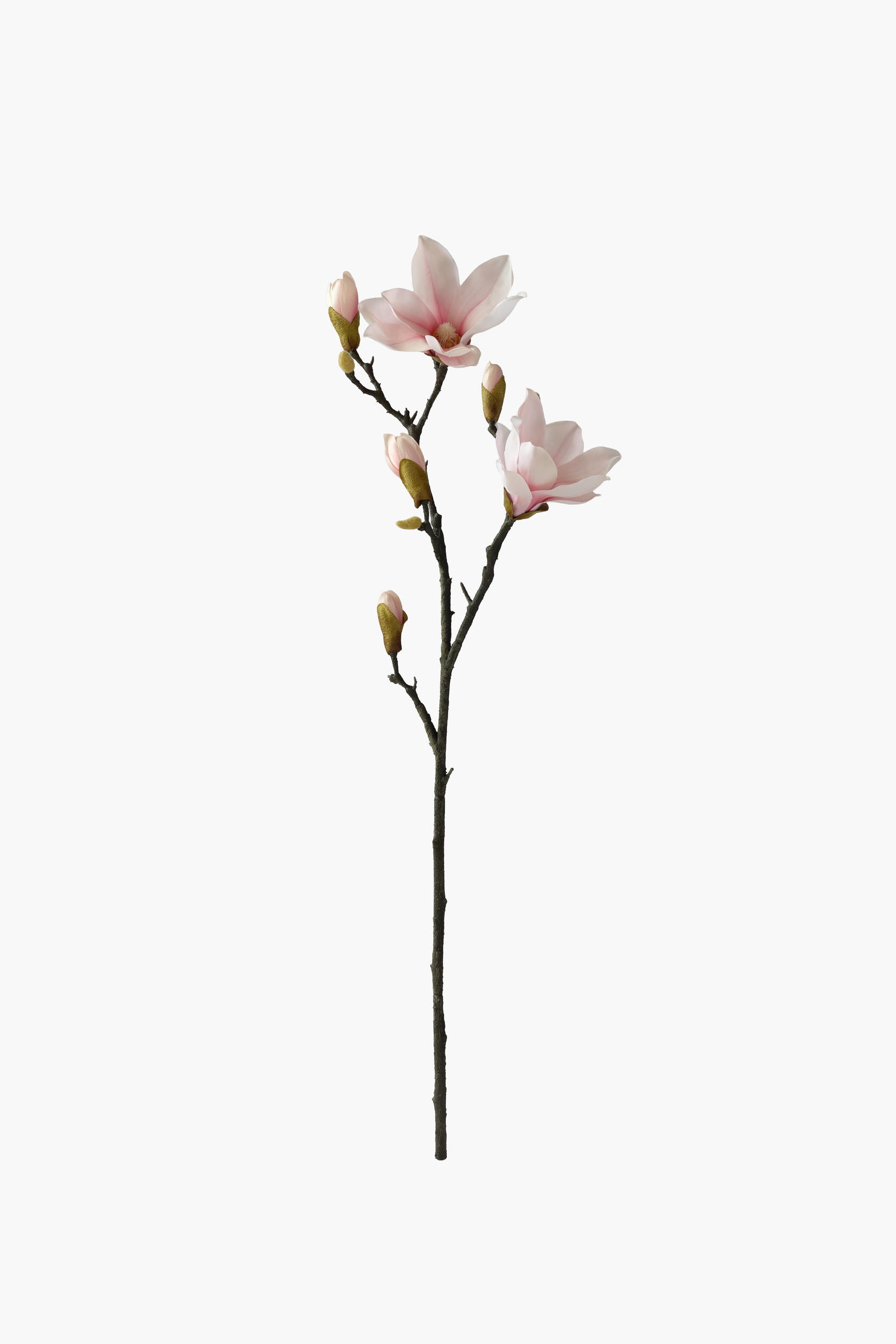 Medium Branch Yulan Magnolia - Pink (Thick Stem)