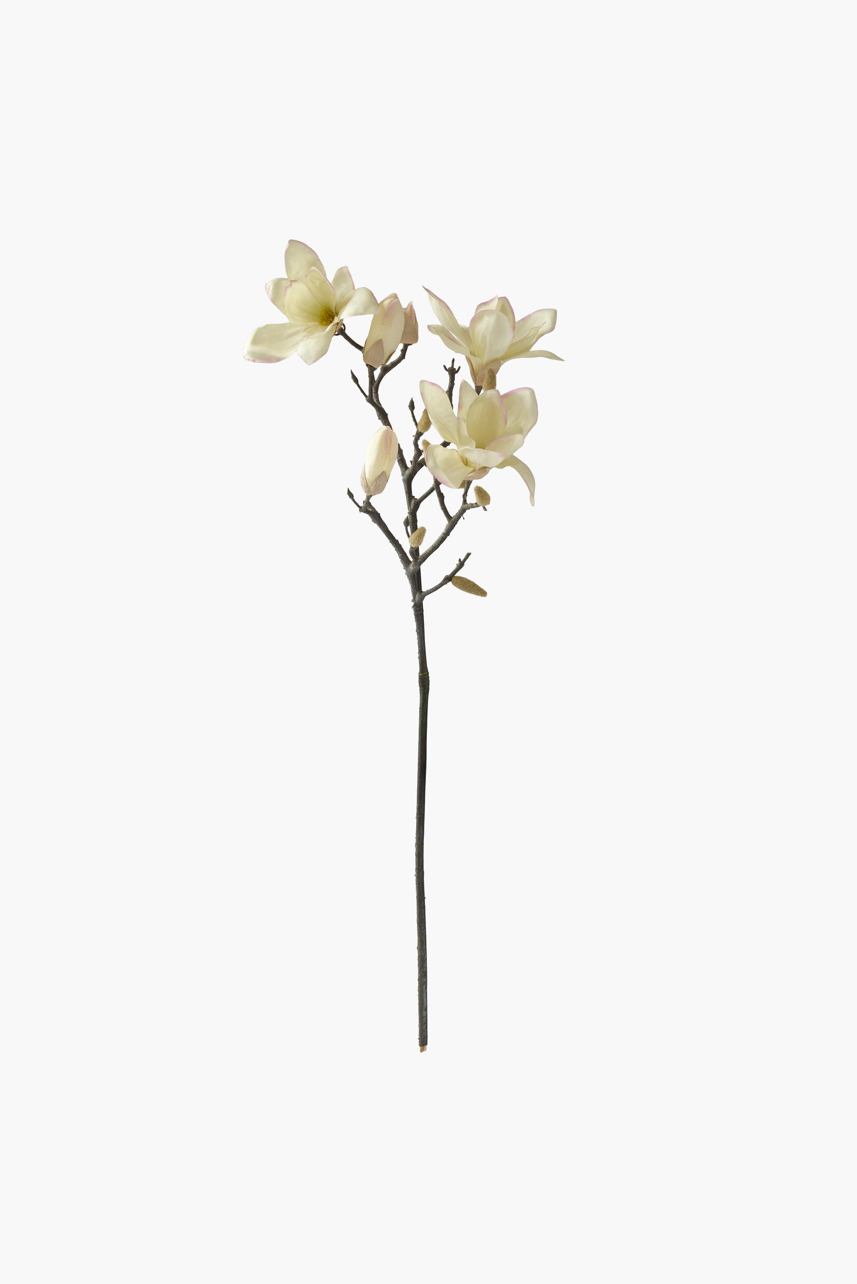 Medium Branch Yulan Magnolia - Cream Yellow