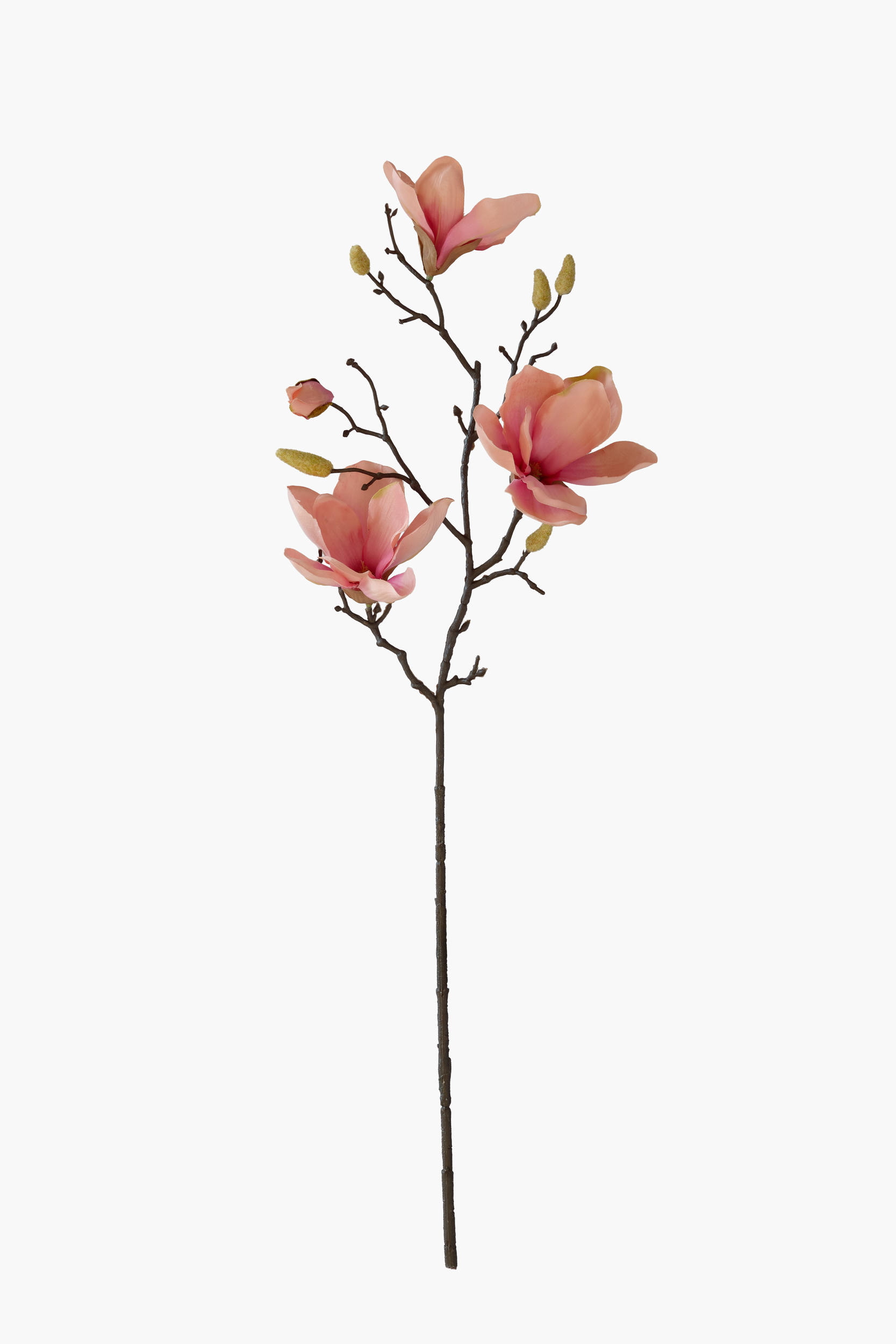 Medium Branch Yulan Magnolia - Peach Pink