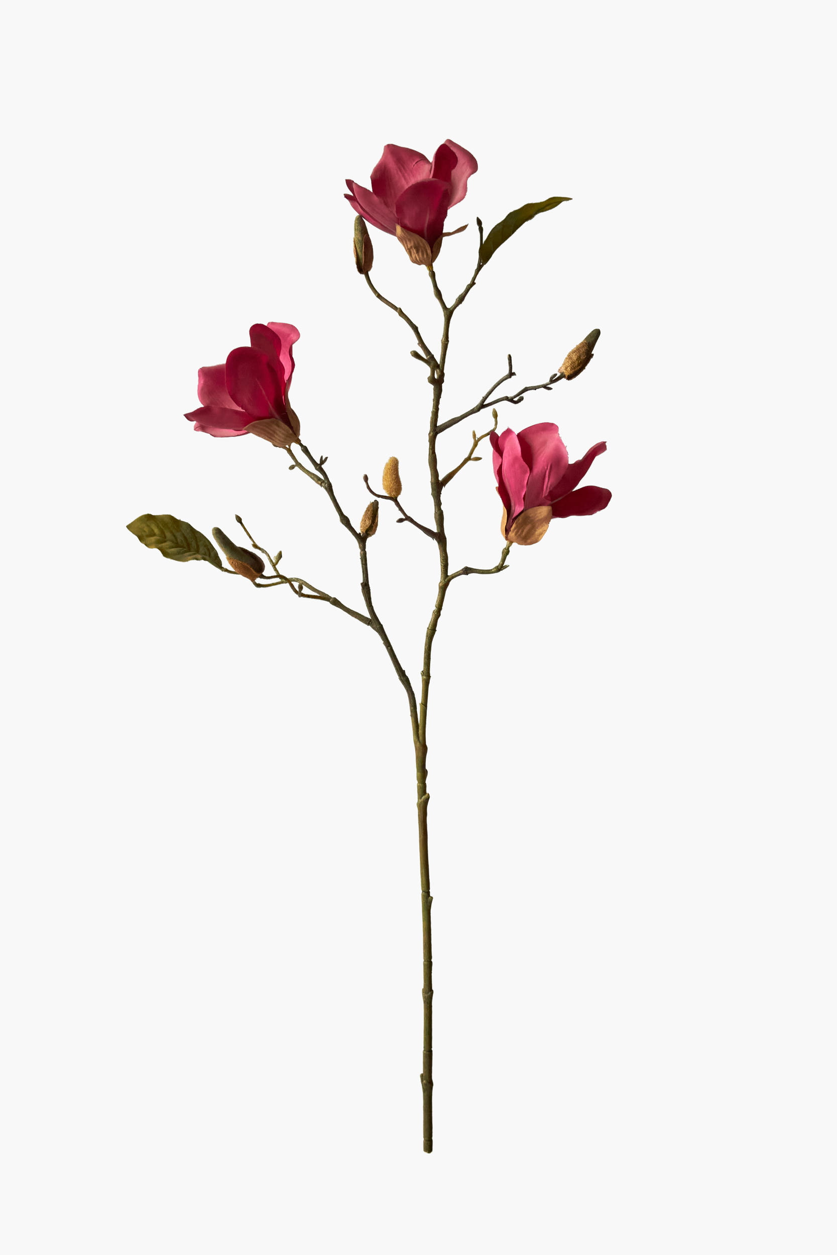 Medium Branch Yulan Magnolia - Red (With Leaves)