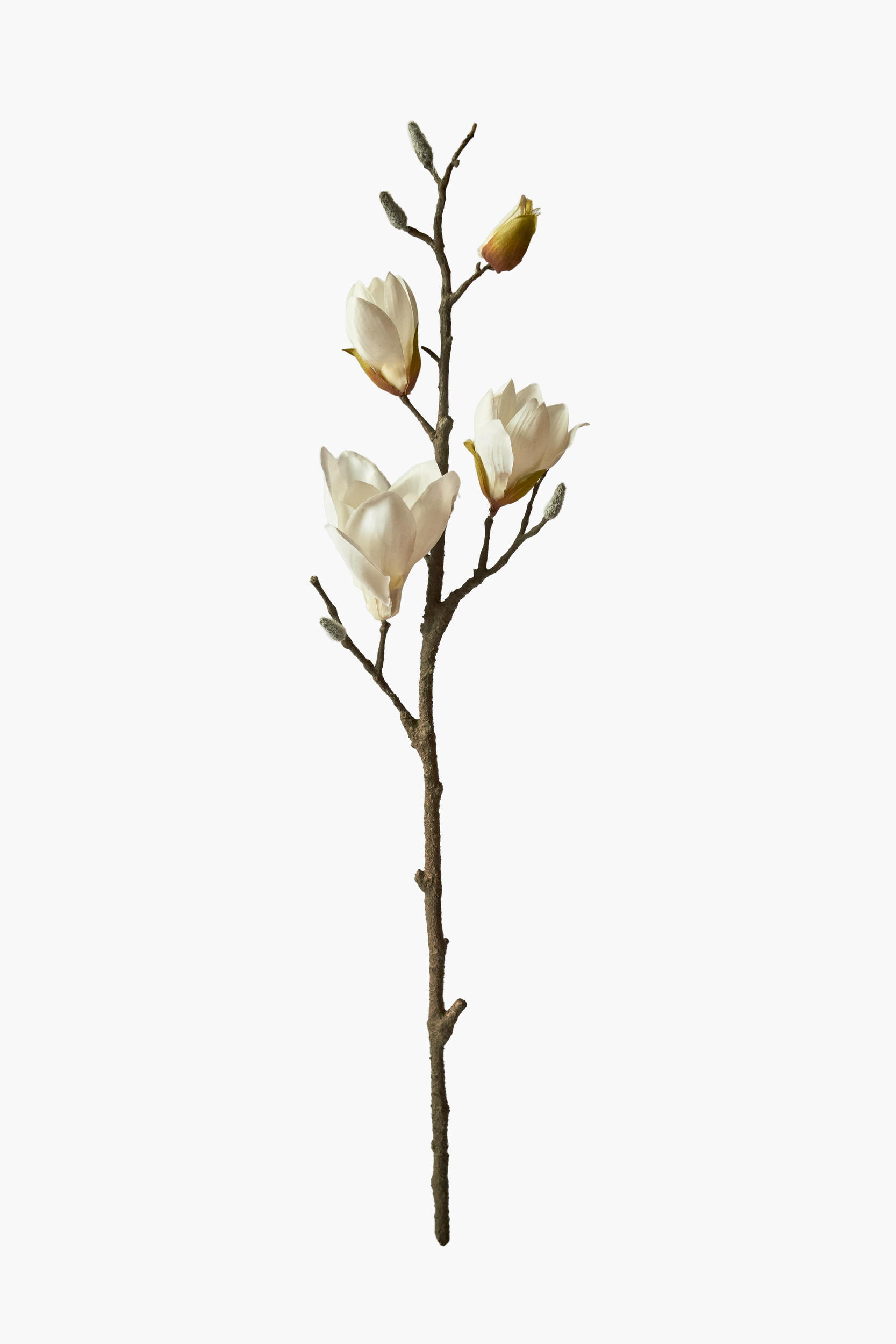 Medium Branch Yulan Magnolia - Beige (Thick Stem)