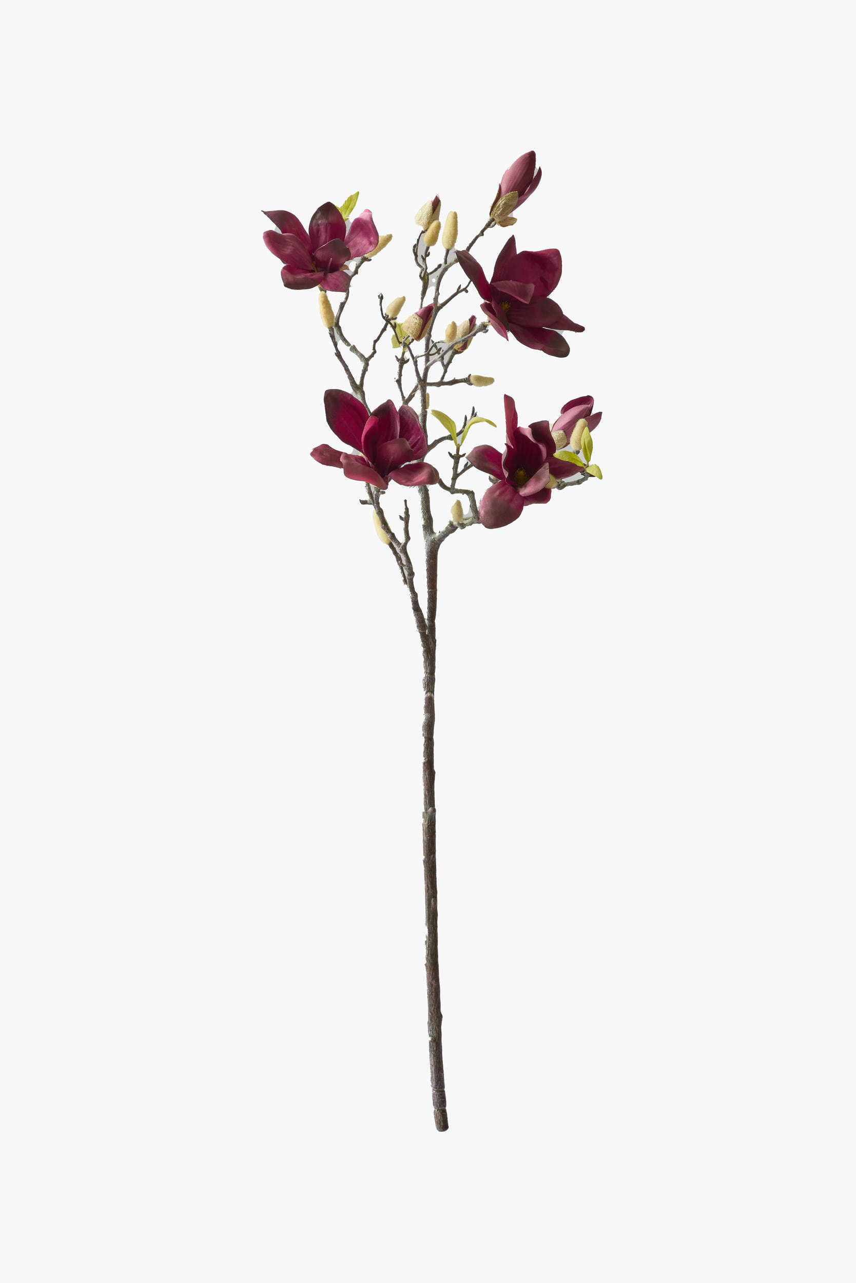 Large Branch Yulan Magnolia - Dark Red (Thick Stem)
