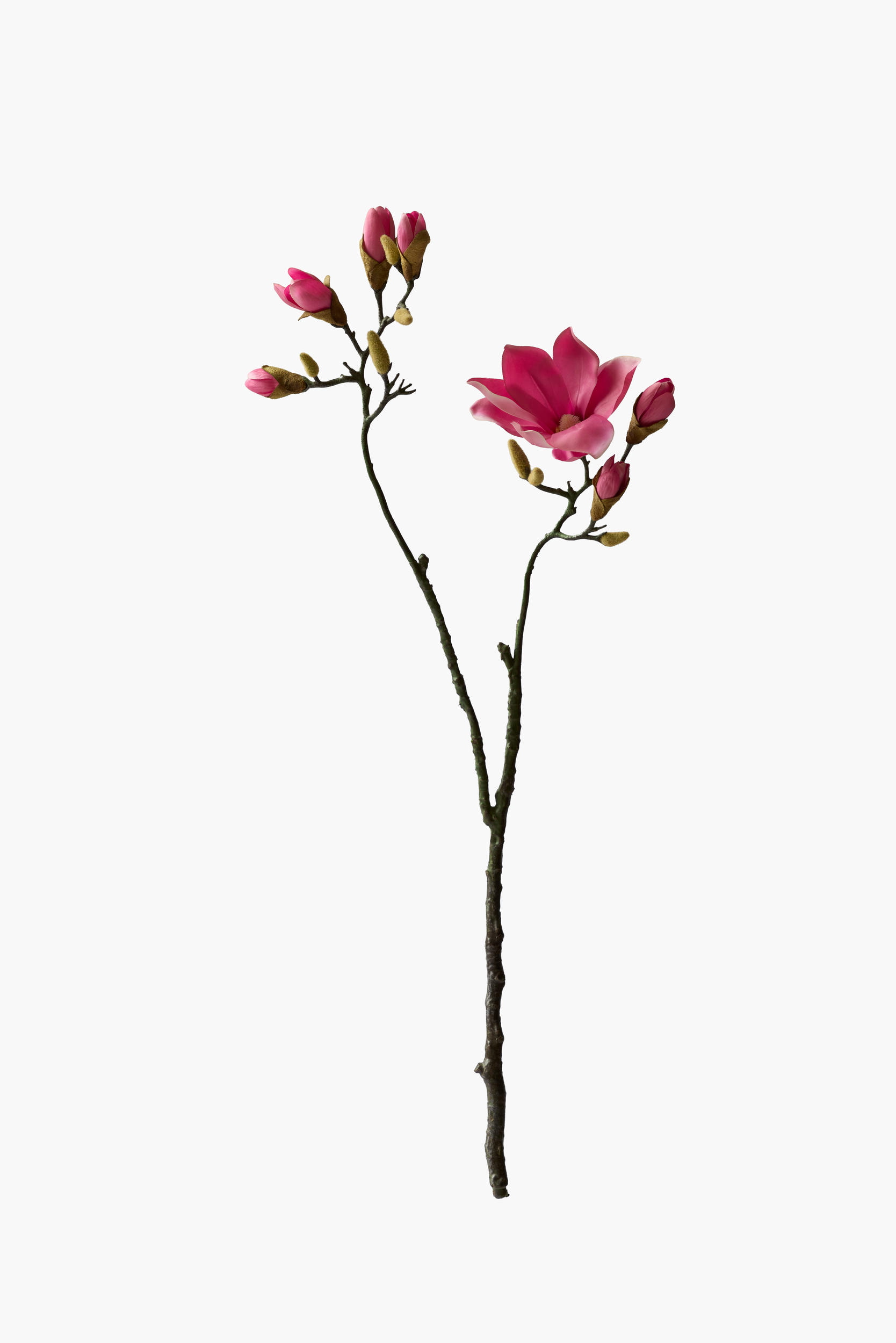 Large Branch Yulan Magnolia - Red (Bifurcated)