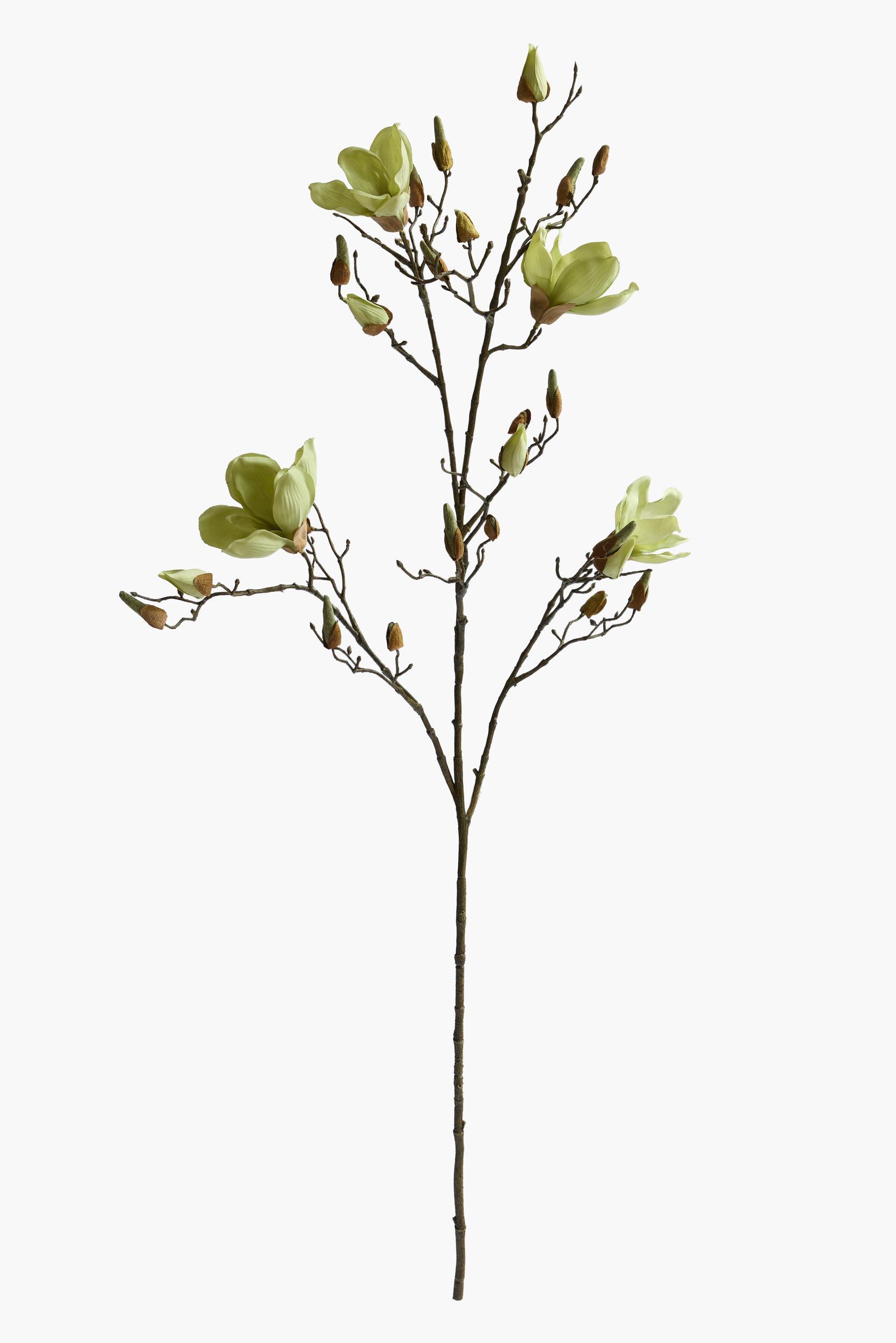112cm Large Branch Yulan Magnolia - Green