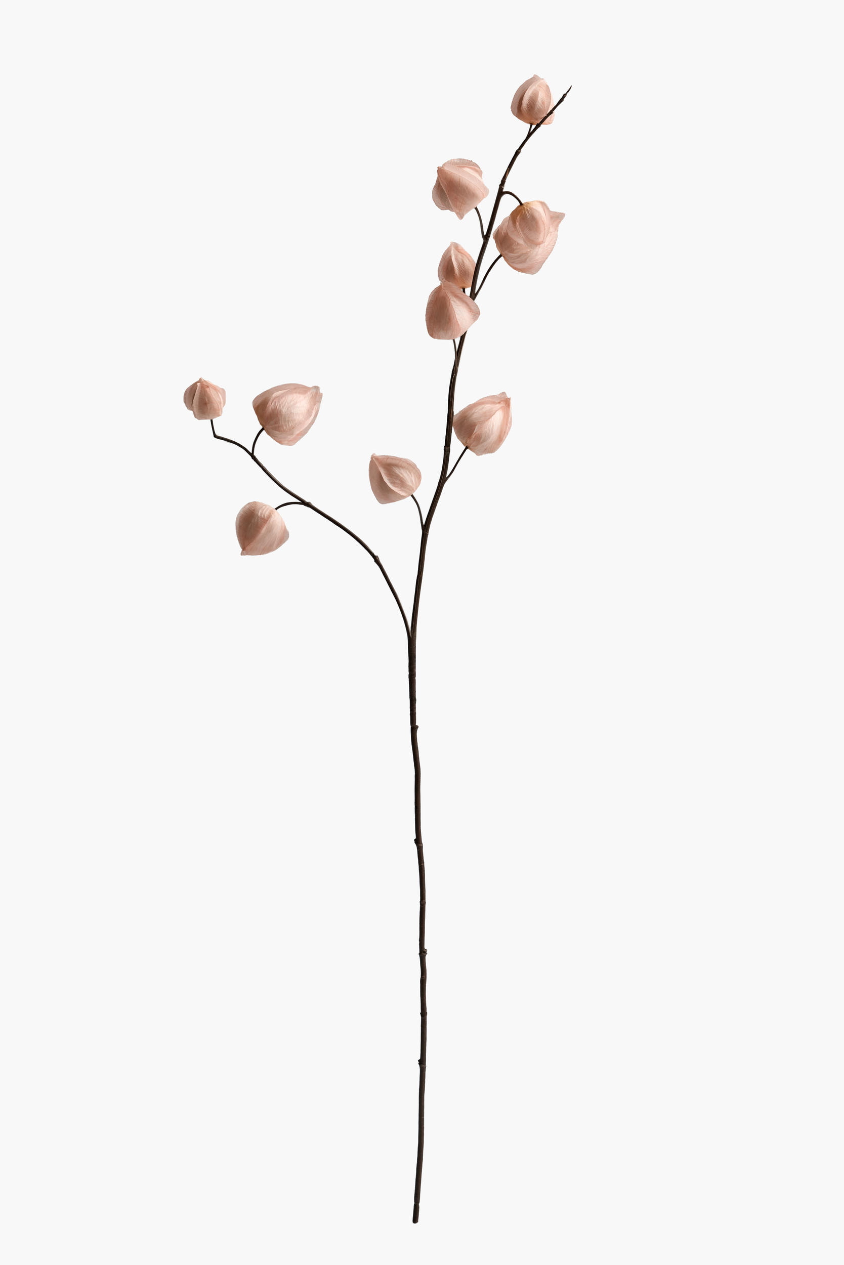 Medium Branch Physalis - Color 01