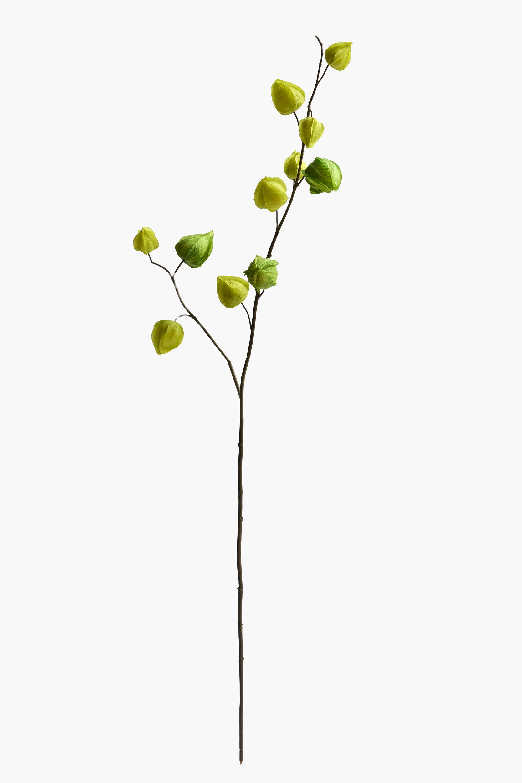 Medium Branch Physalis - Color 09