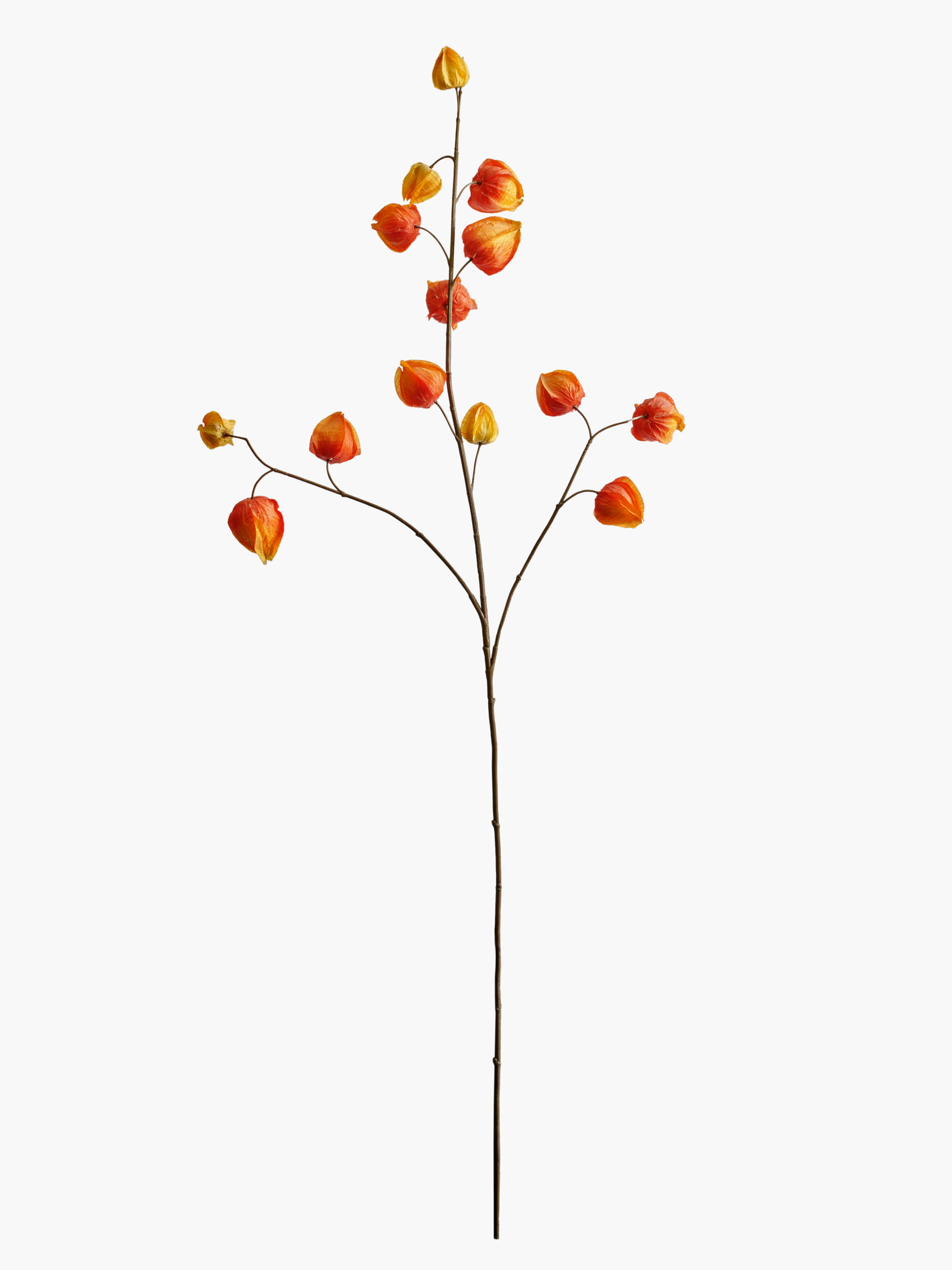 Large Branch Physalis - Color 08
