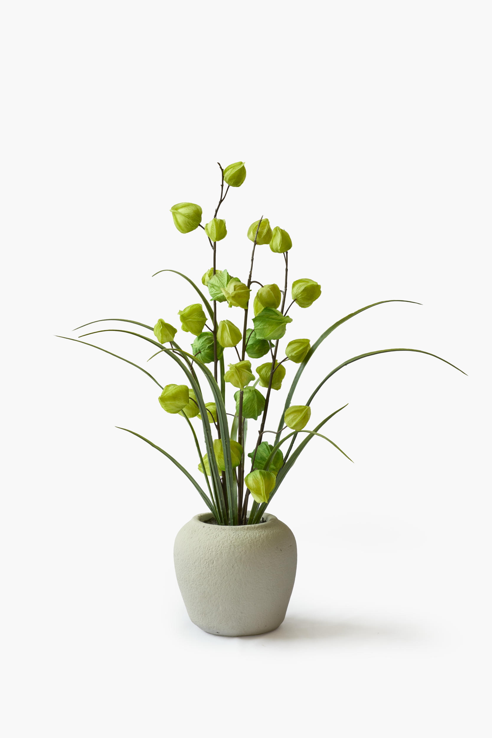 Physalis Collection - Green