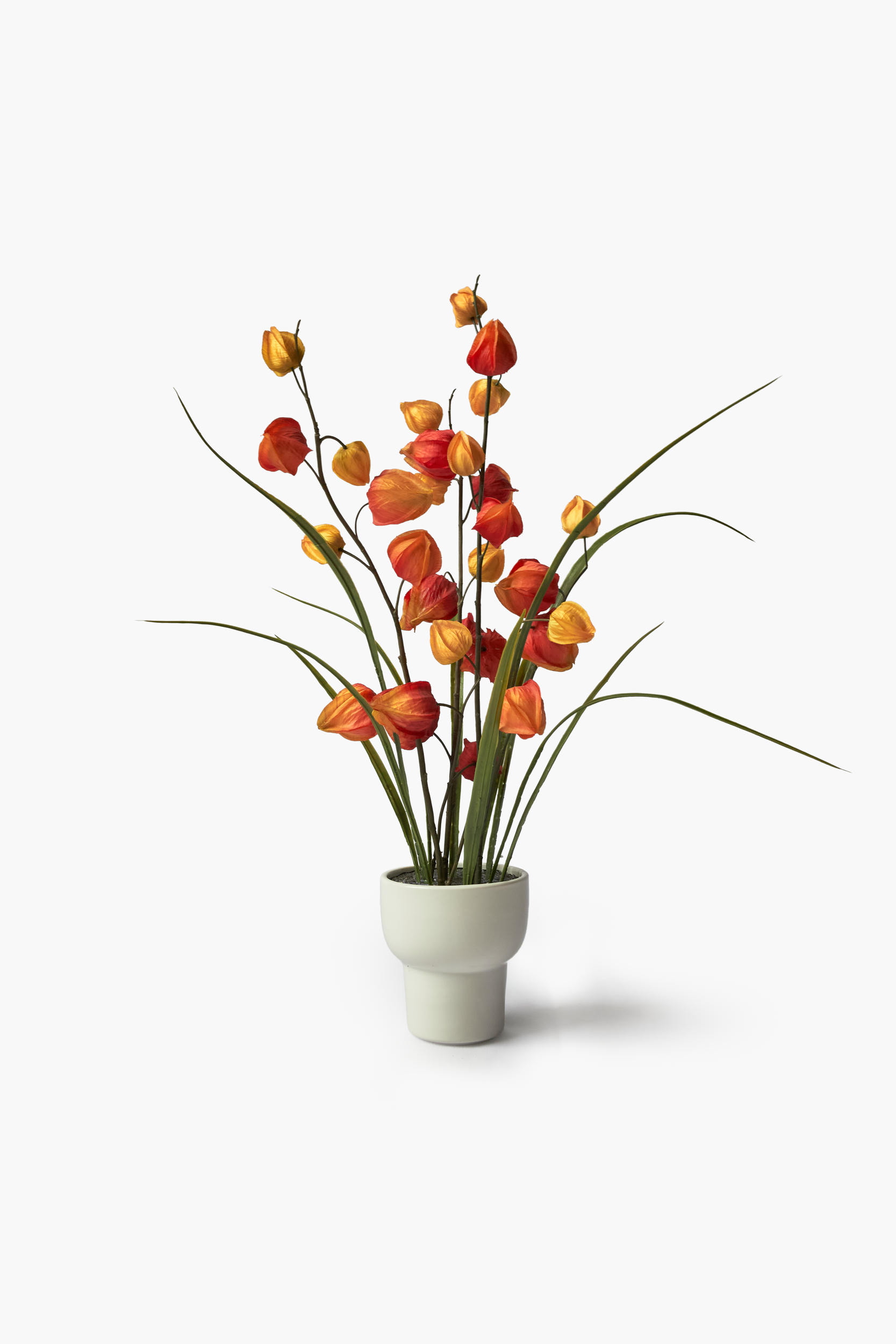 Physalis Collection - Orange