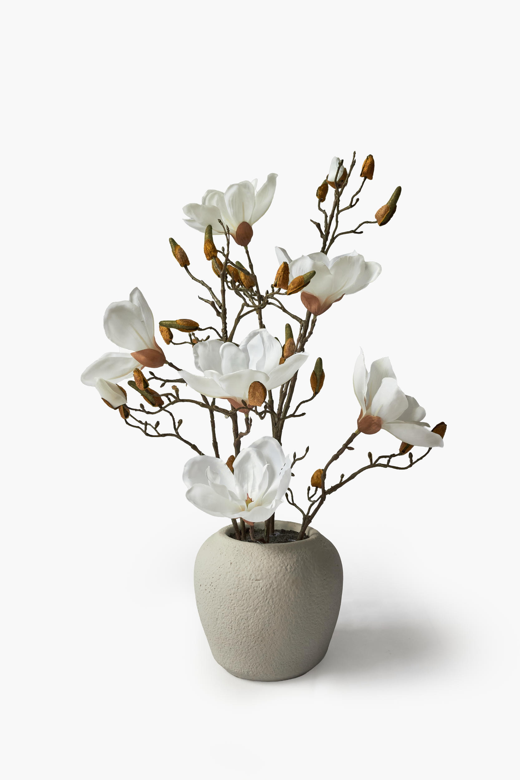 Short Branch Magnolia Potted - White