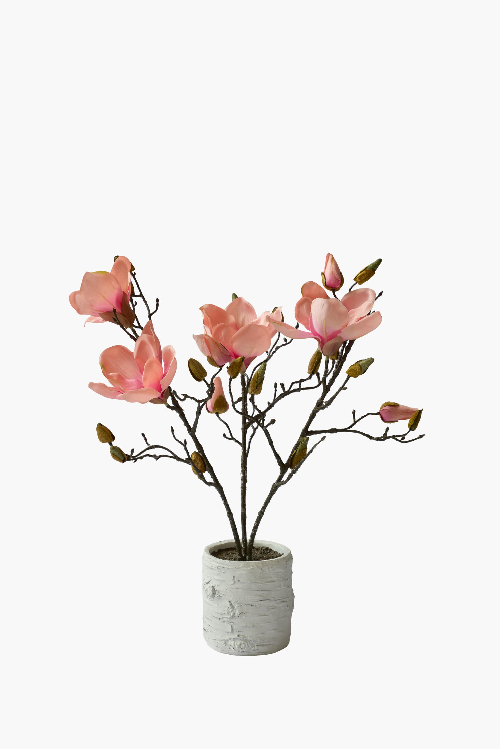 Short Branch Magnolia Potted - FuchiaPink