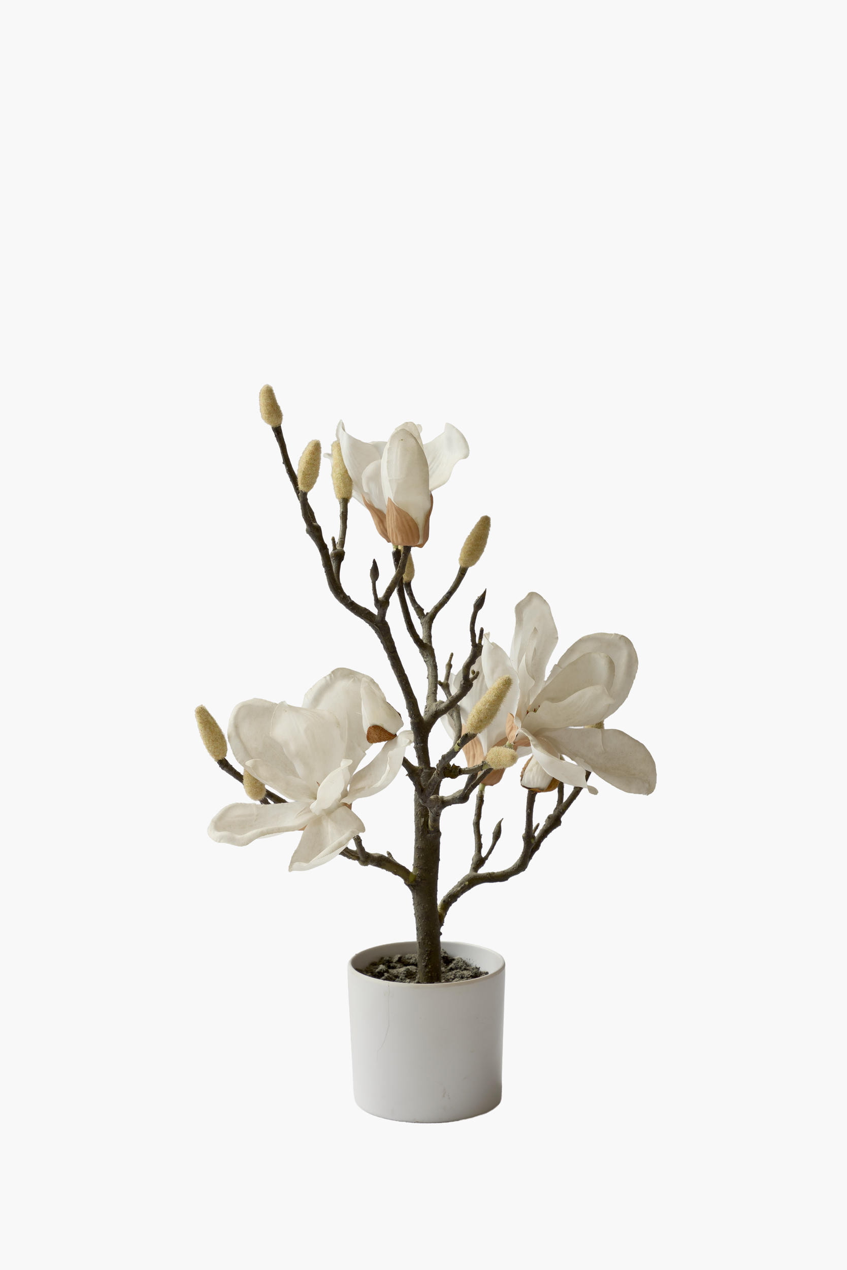 Short Branch Magnolia Potted - Cream