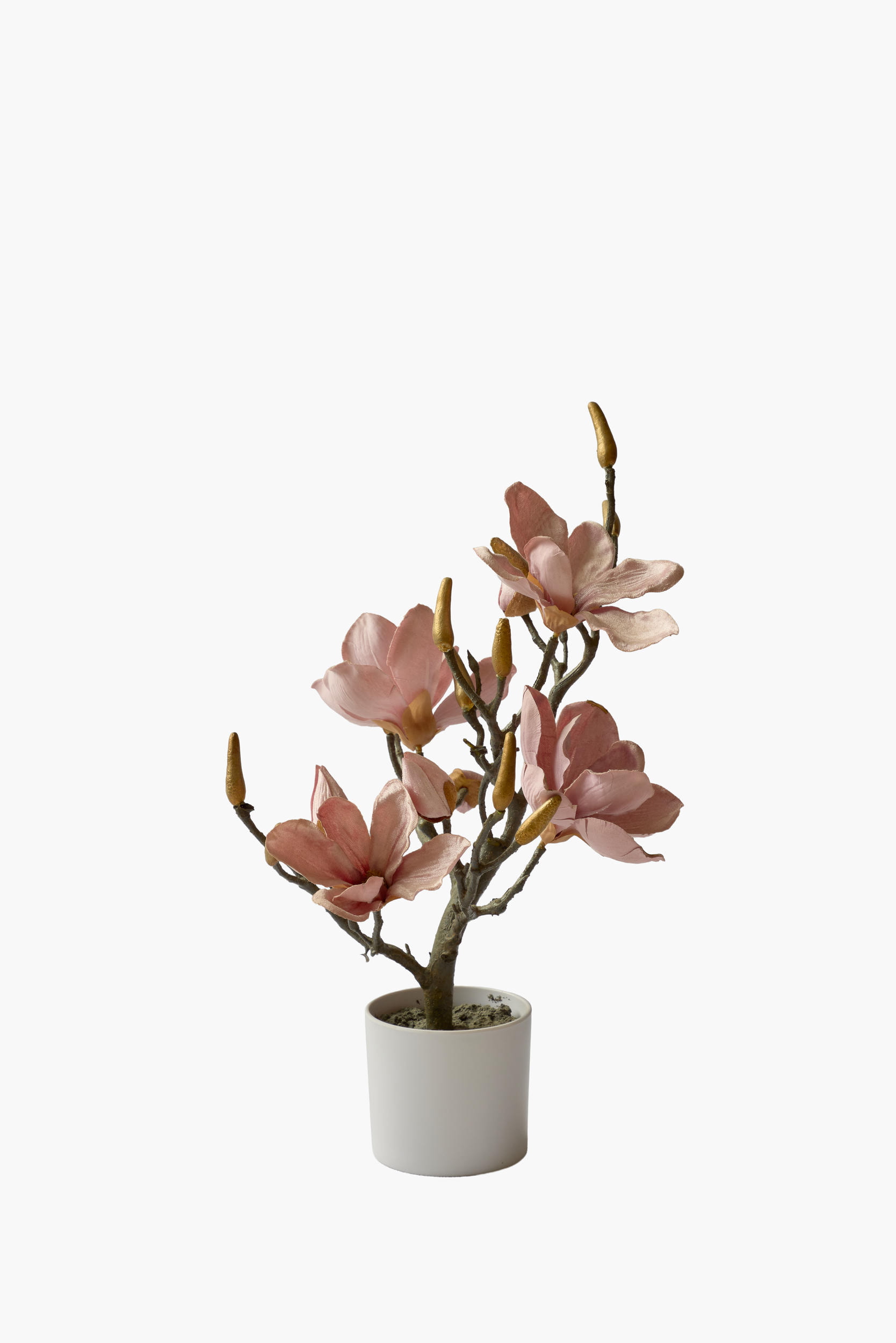 Short Branch Magnolia Potted - Pink